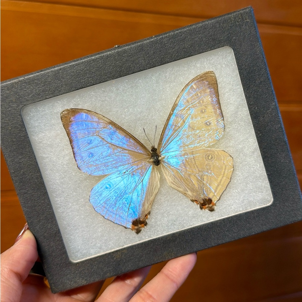 Blue Morpho Butterfly